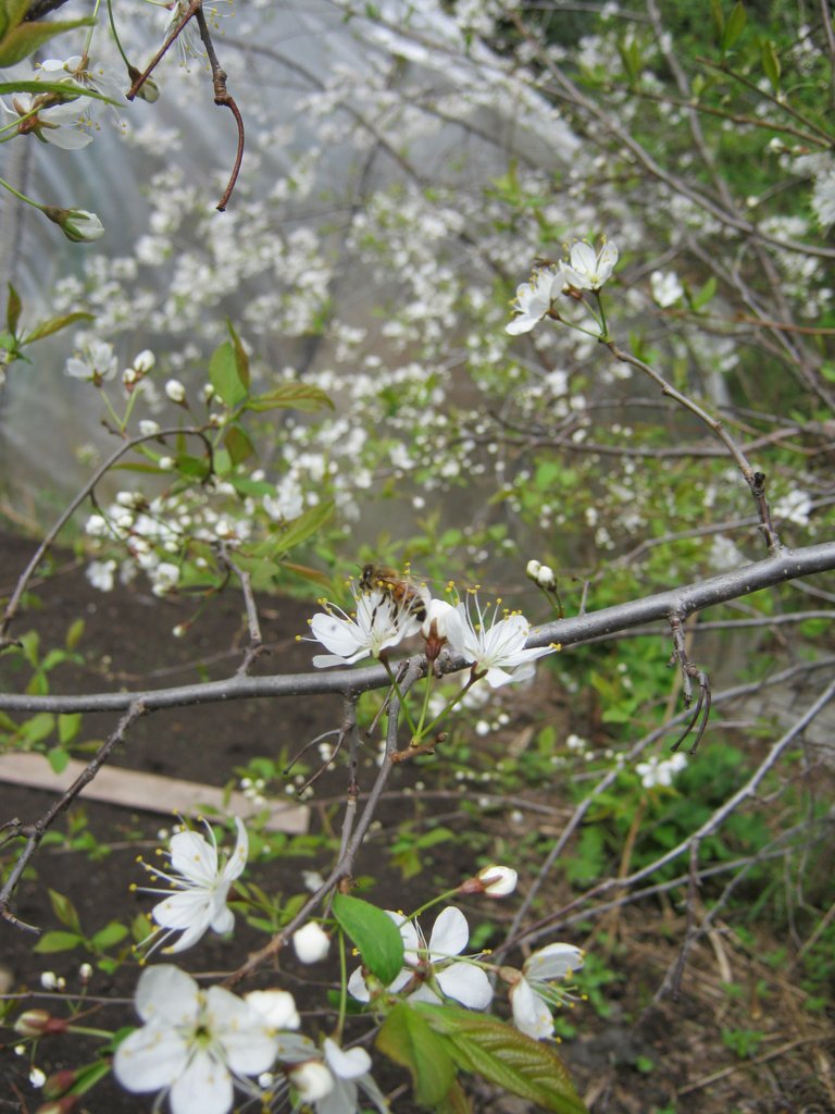 plum blooms with pollinator.jpg