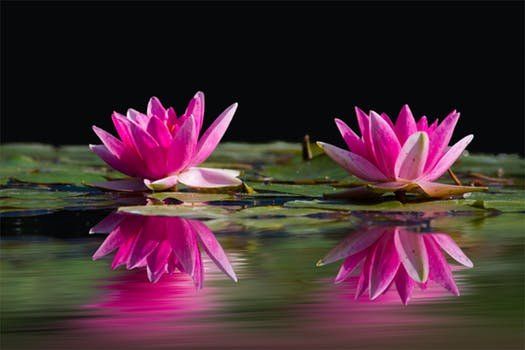 water-lilies-pink-water-lake-46231.jpeg