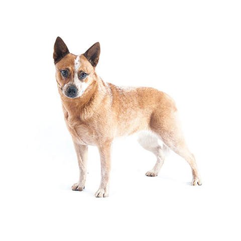 HERDING_Australian-Cattle-Dog.jpg