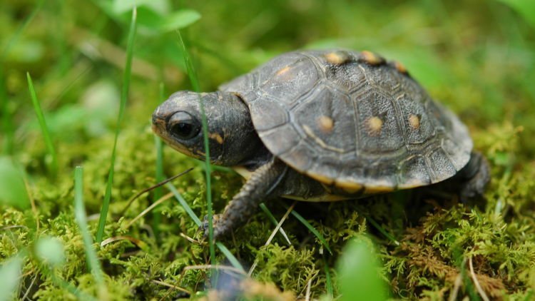 hipwee-Baby_turtle-750x422.jpg