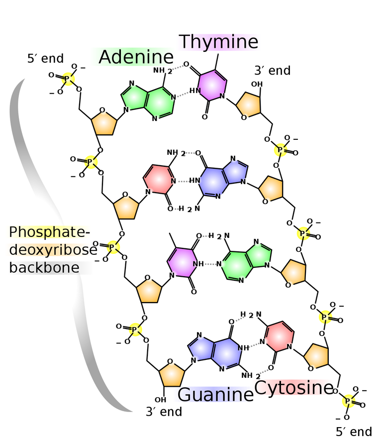 1200px-DNA_chemical_structure.svg.png