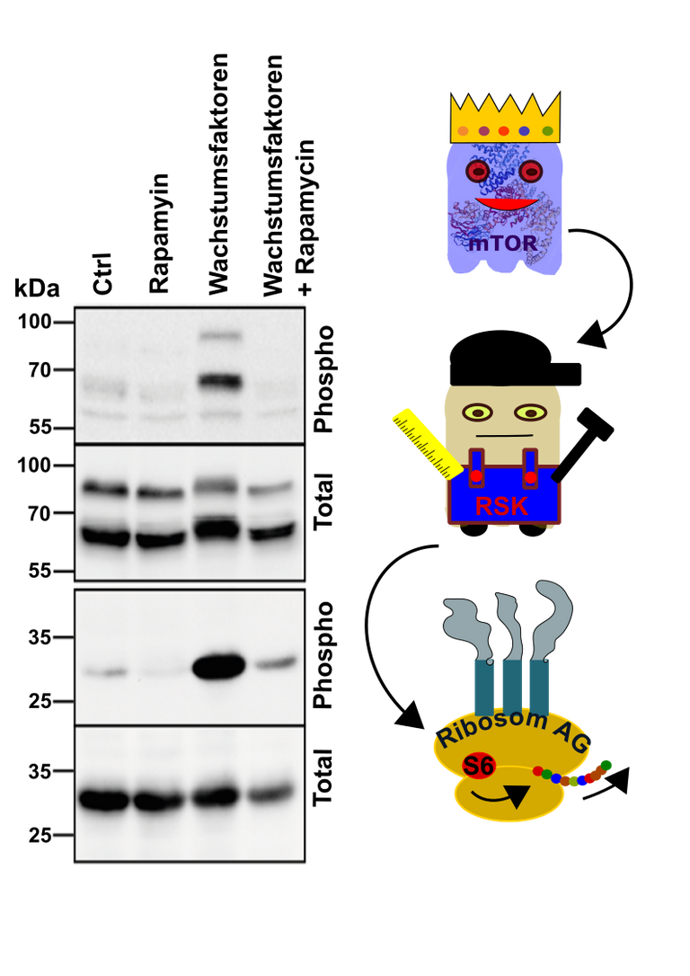 mTOR S6 Signaling.png