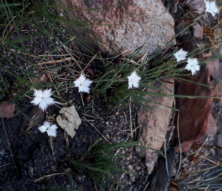 dianthus.jpg