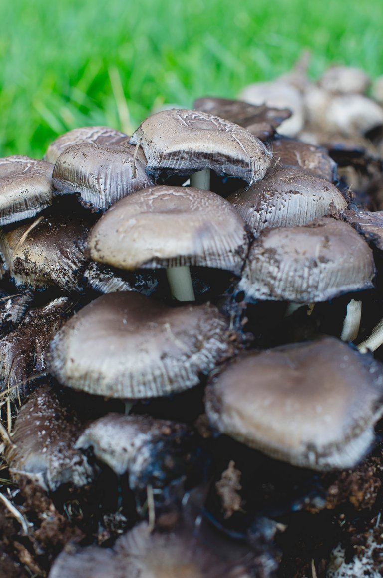 Mushrooms growing on the green grass.JPG