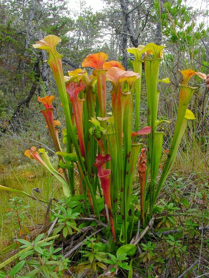 Sarracenia_oreophila_1.jpg