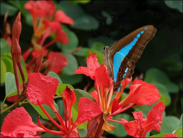 australia-chapelhill-butterfly-20418-o.jpg