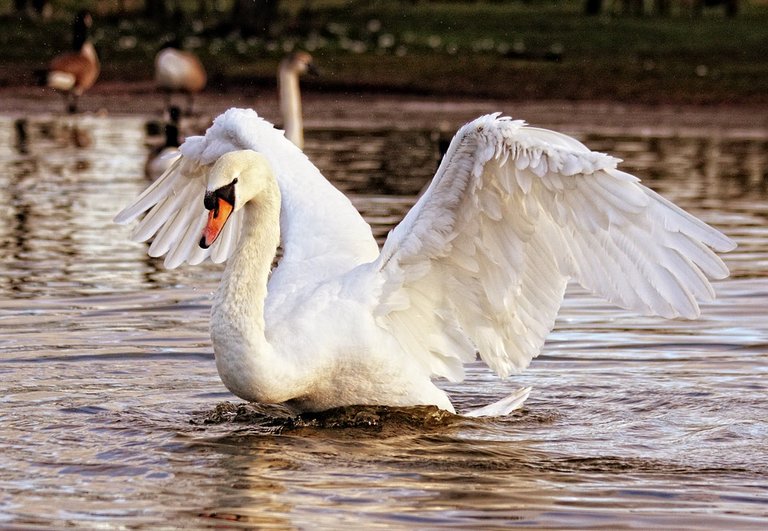 swan-839598_960_720.jpg