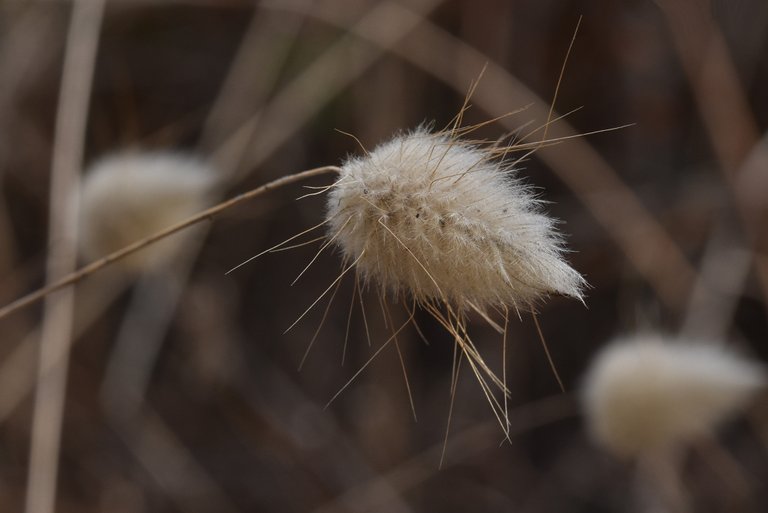 fluffy grass heads 1.jpg