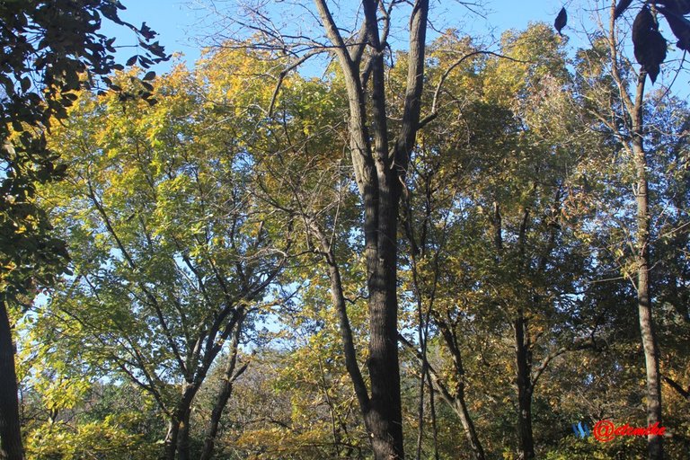 fall colors trees fontenelle forest landscape Fall0041.JPG