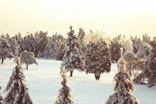snow-nature-trees-winter.jpg