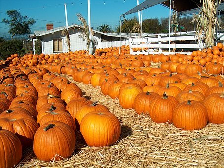 pumkins-1818121__340.jpg