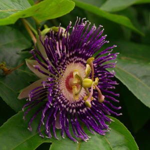 krishna-kamal-or-passiflora-incarnata.jpg