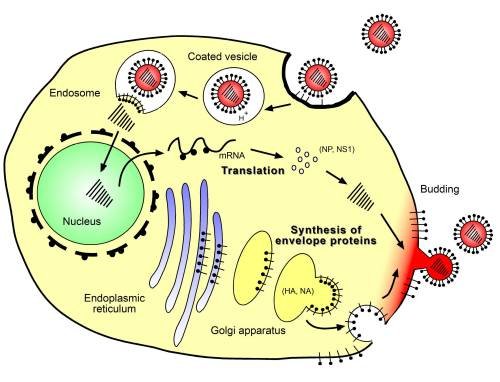 Virus Enter Cell.jpg