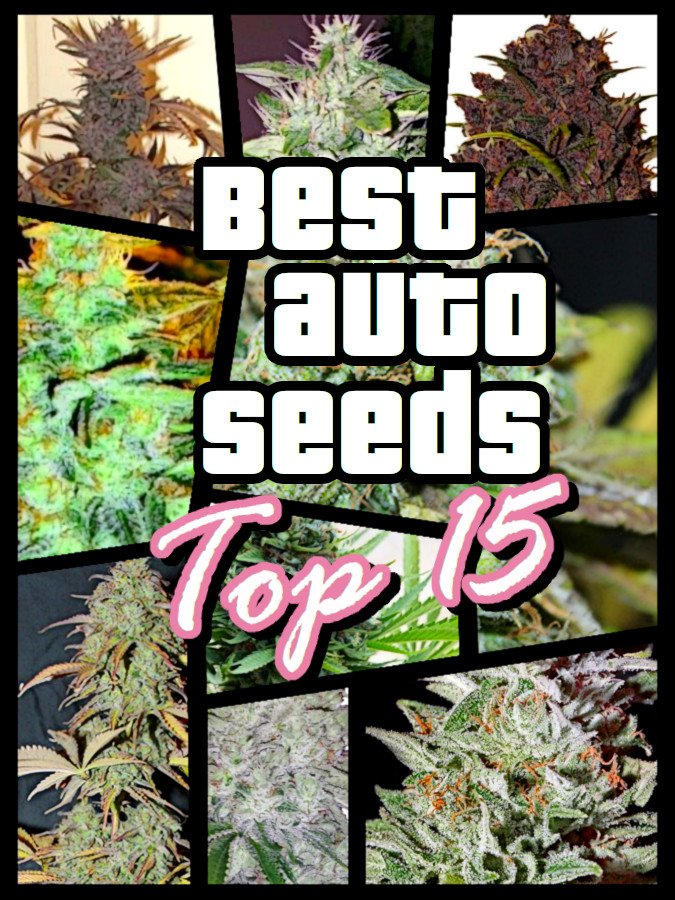 best-autoflowering-seeds.jpg