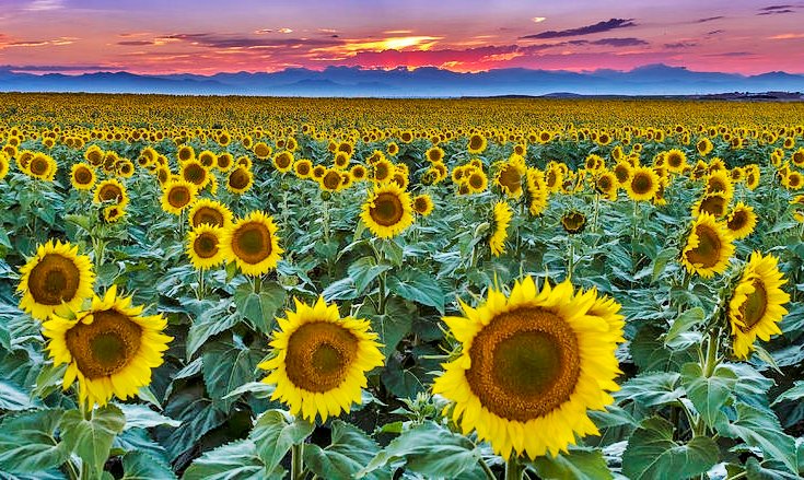 Sunflower II (2).jpg