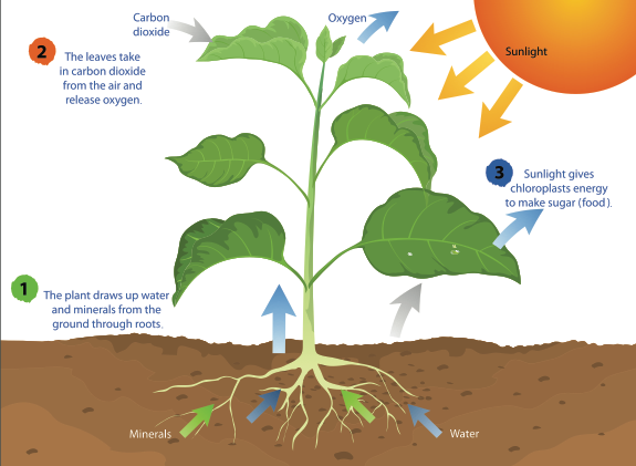 Photosynthesis_0.png