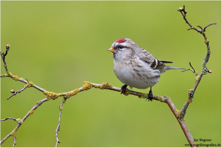 (Carduelis hornemanni).jpg