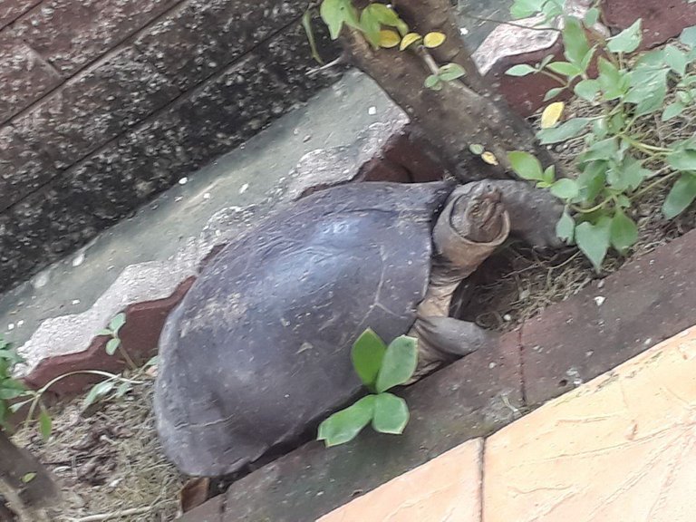 Turtle11.jpg