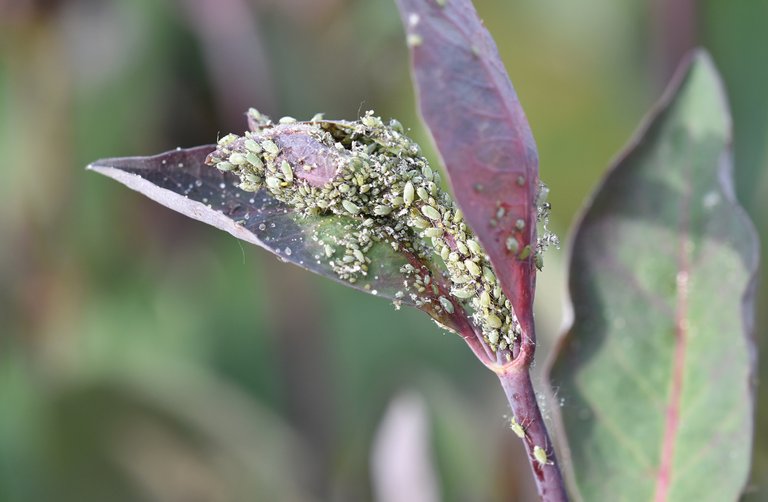 Aphids honesuckle 4.jpg