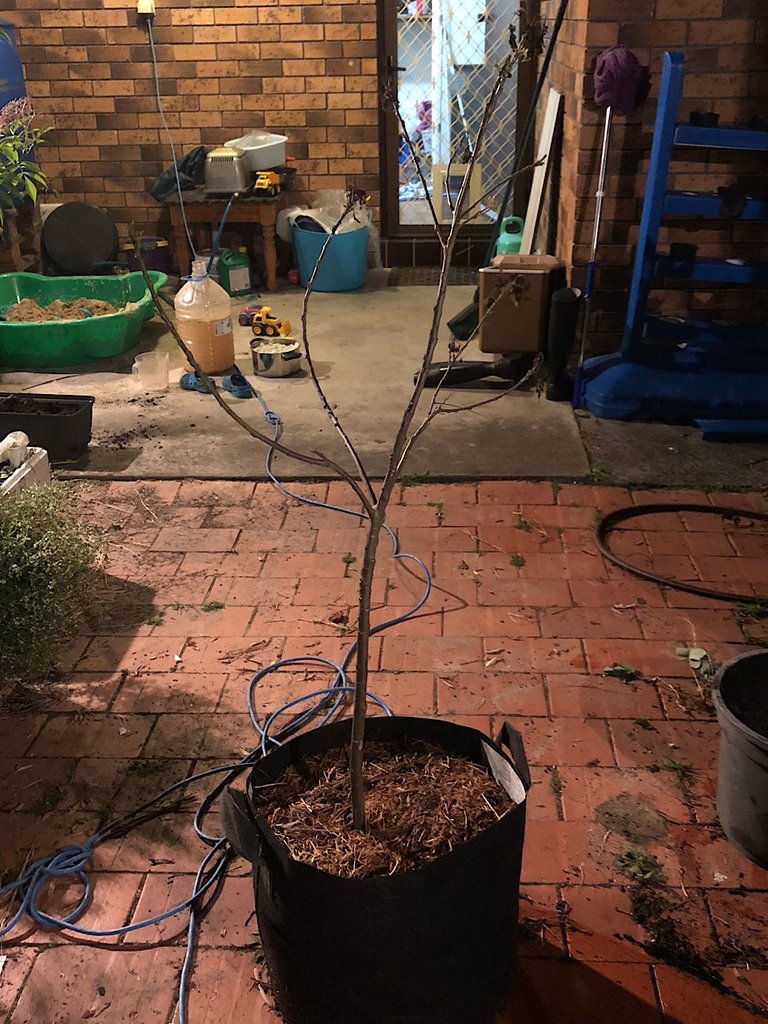 Reviving a curry tree