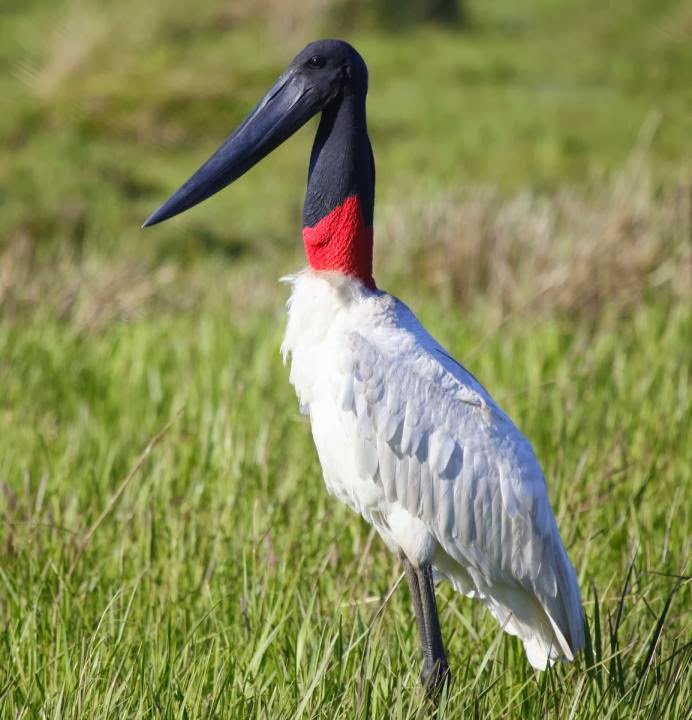 Jabiru_mycteria__Garzon Soldado.JPG