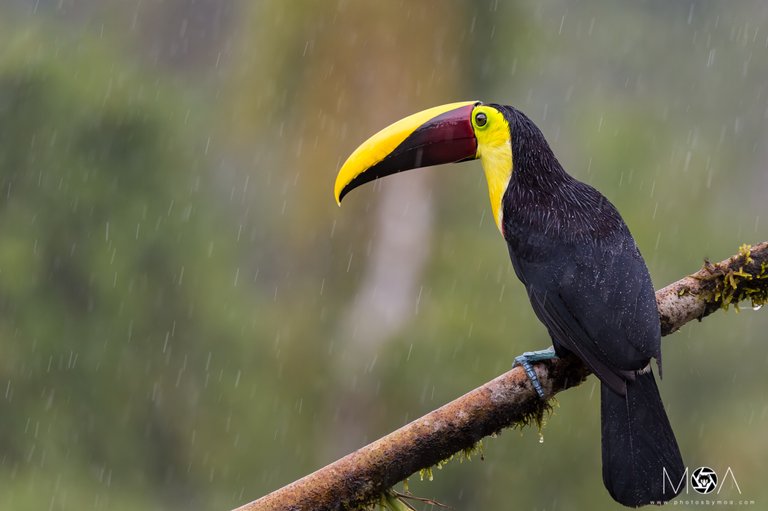 Yellow-throated Toucan.jpg