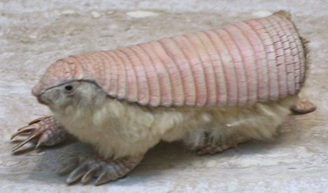 640px-Pink_Fairy_Armadillo_(Chlamyphorus_truncatus)_(cropped).jpg