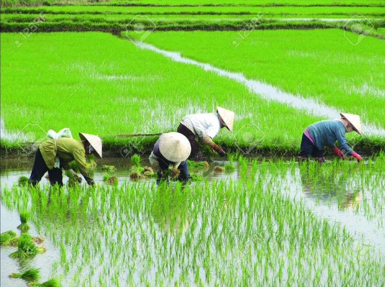 Rice Paddy Shot.png