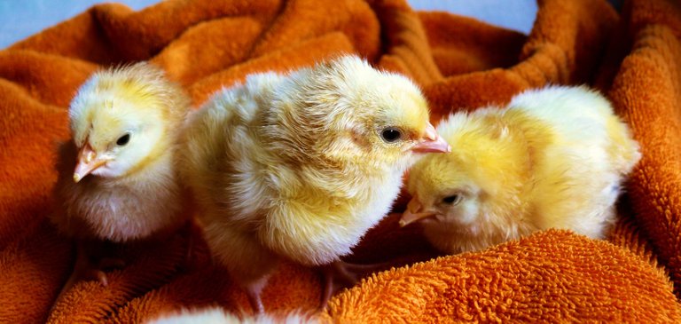 animals-chicken-chicks-5143.jpg
