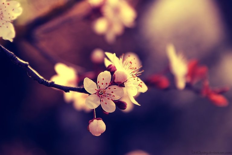 my_beautiful_spring_by_littl3fairy.jpg