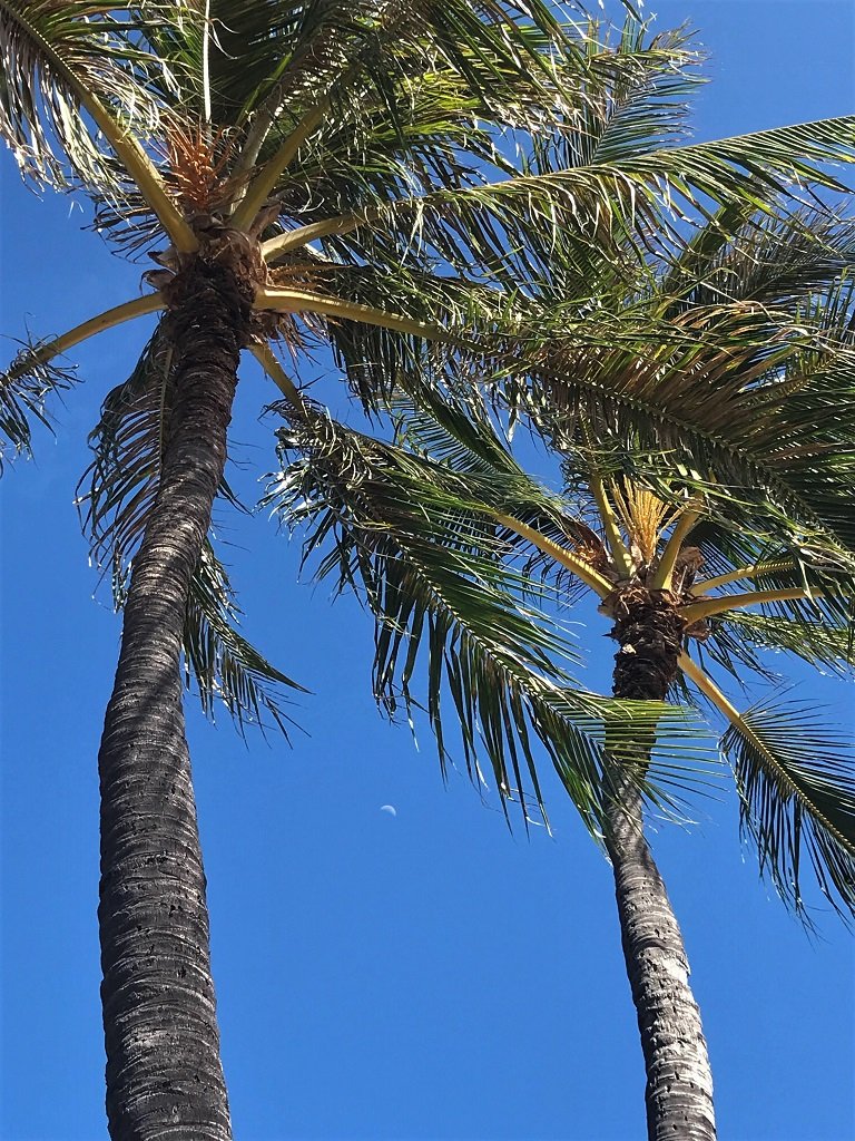 moon between palms 1024.jpg