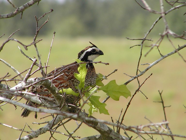 bobwhite.jpg