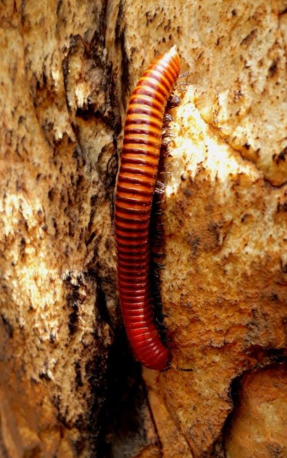 millipede.jpg