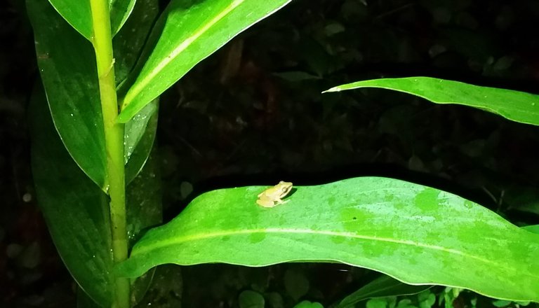 20160708_191934 frog.jpg