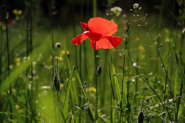 poppy-3137588_960_720.jpg