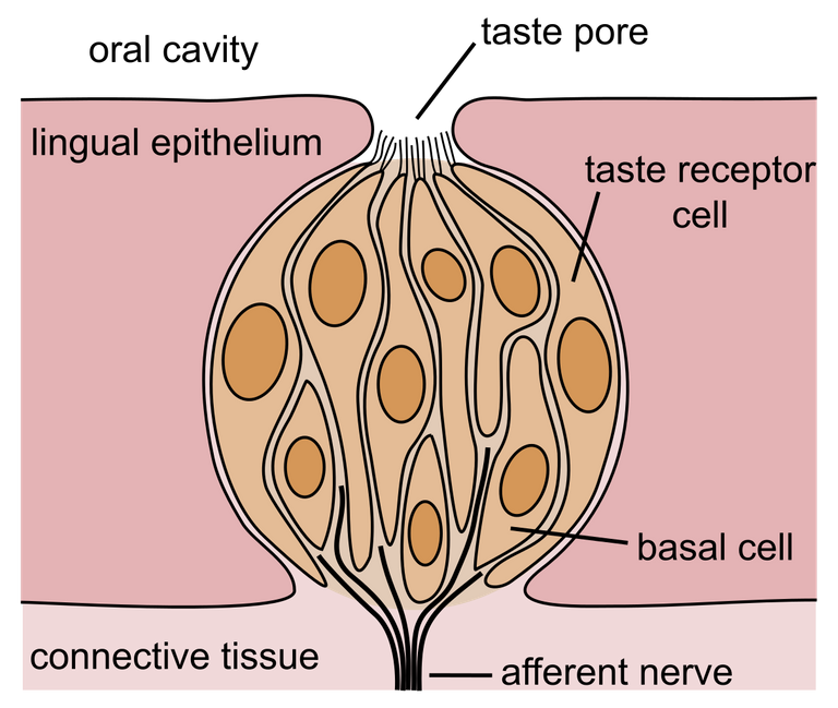 Taste_bud.svg.png