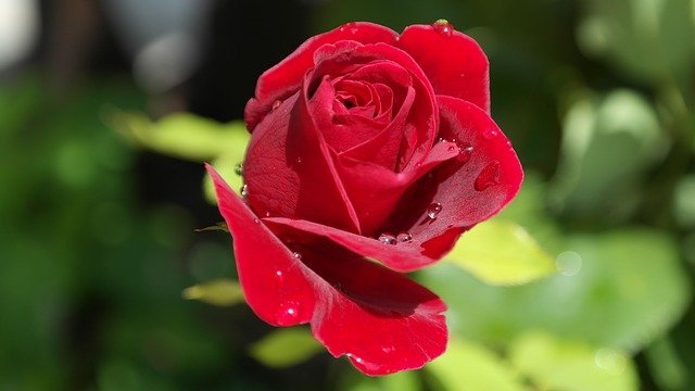 rose-402671_640.jpg