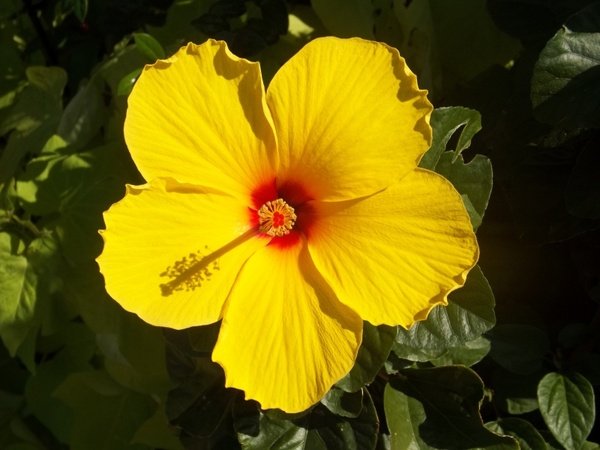 flower_yellow_flower_hibiscus_214197.jpg