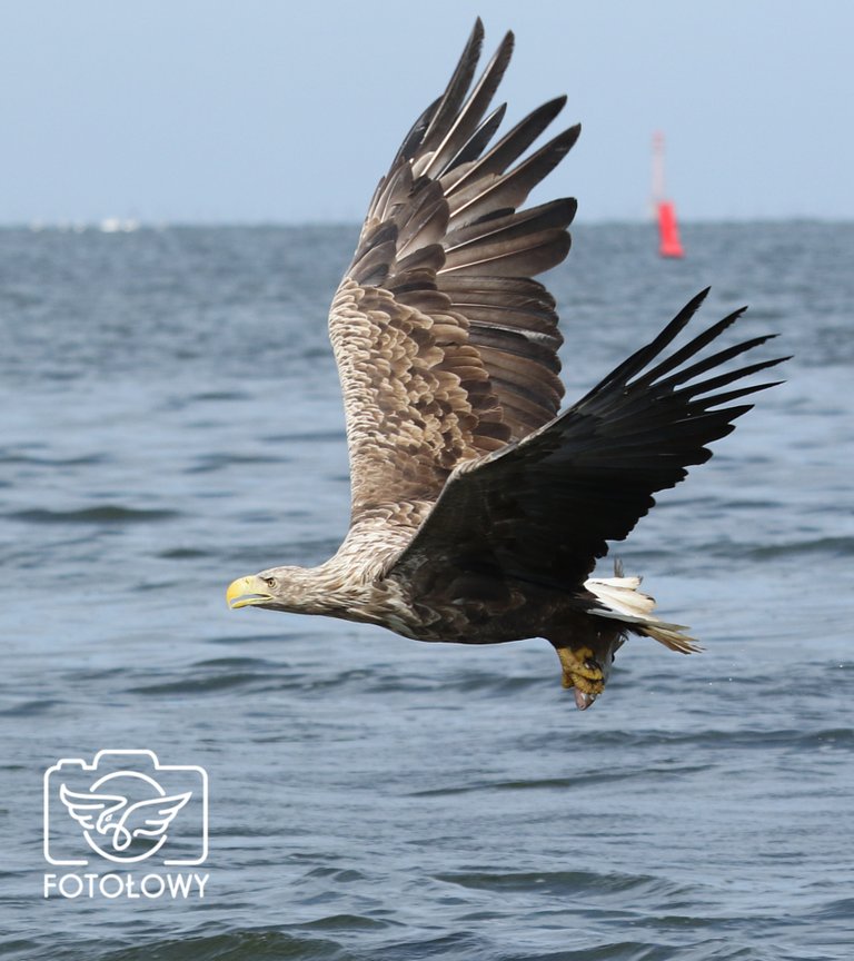 20180903-OneDayOneEagel-stepnica-janusz-gancarczyk-fotolowy-orly-z-bliska-white-tailed-eagle-polska-poland-atrakcja-turystyczna.jpg