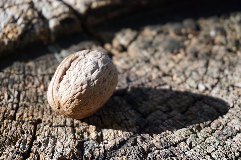 Walnut Closeup 03 s.jpg