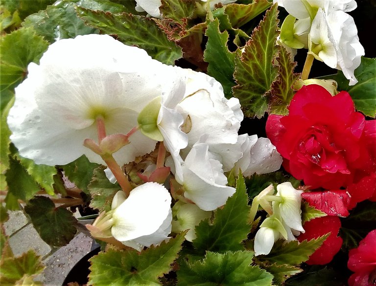 red and white flowers.jpg