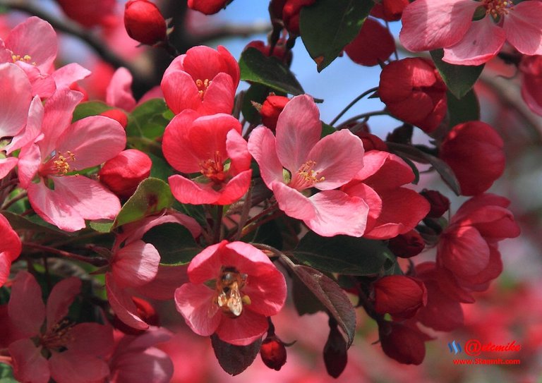 indian-magic-flowering-crabapple blooms spring honeybee pollination pollinating IMB-0086.JPG