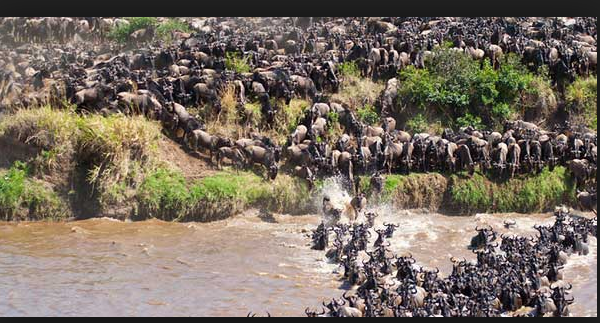 maasai mara.PNG