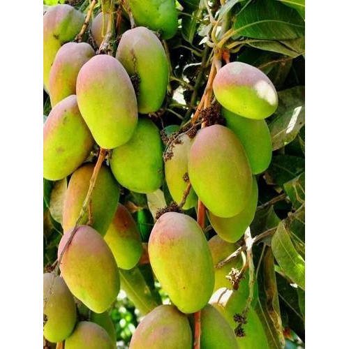 genus-mangifera-500x500.jpg