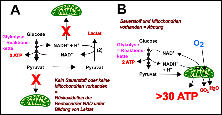 Fig.3 Glykolyse & Co..png