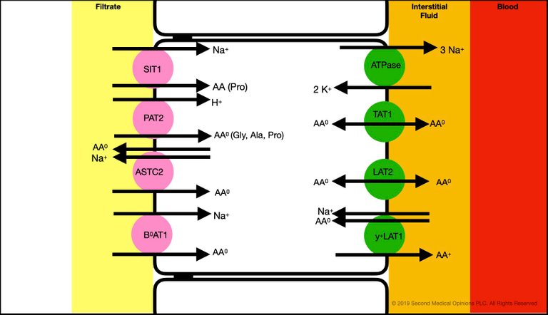 Picture Steemit Tubular Cell Neutral Aminoacids Transport 1.jpg