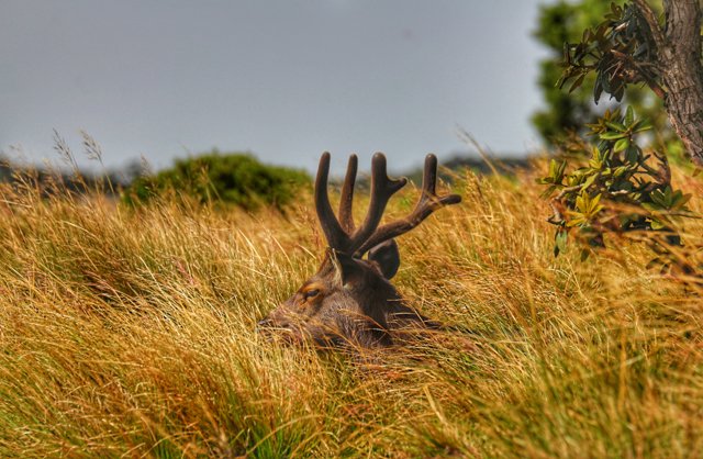 Sambar Deer and the Forest.jpg