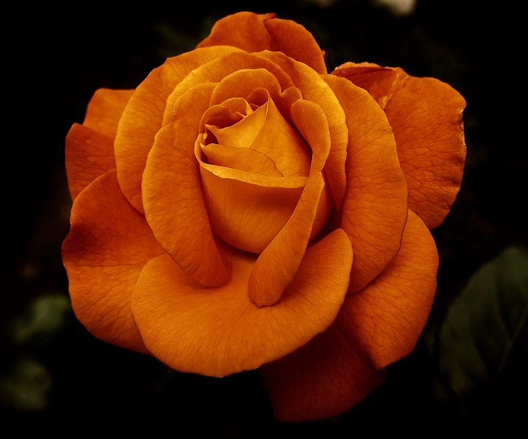 rose-3444359_960_720.jpg