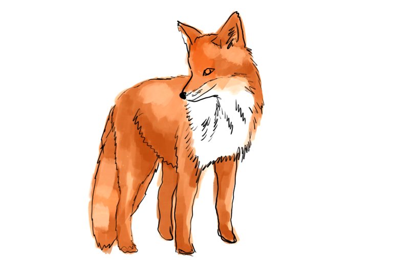 fox(437).jpg