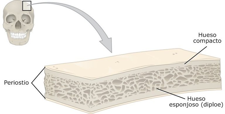 Anatomy_of_a_Flat_Bone_esp.jpg